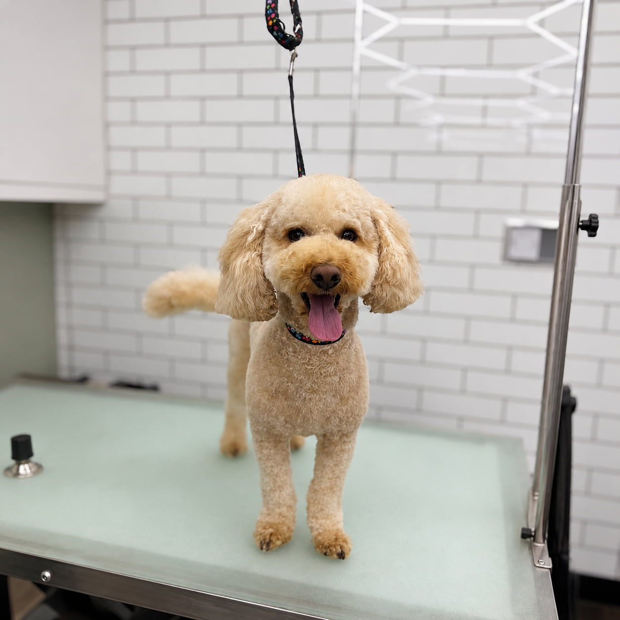 Cockapoo after a full groom at Katies Pet Services