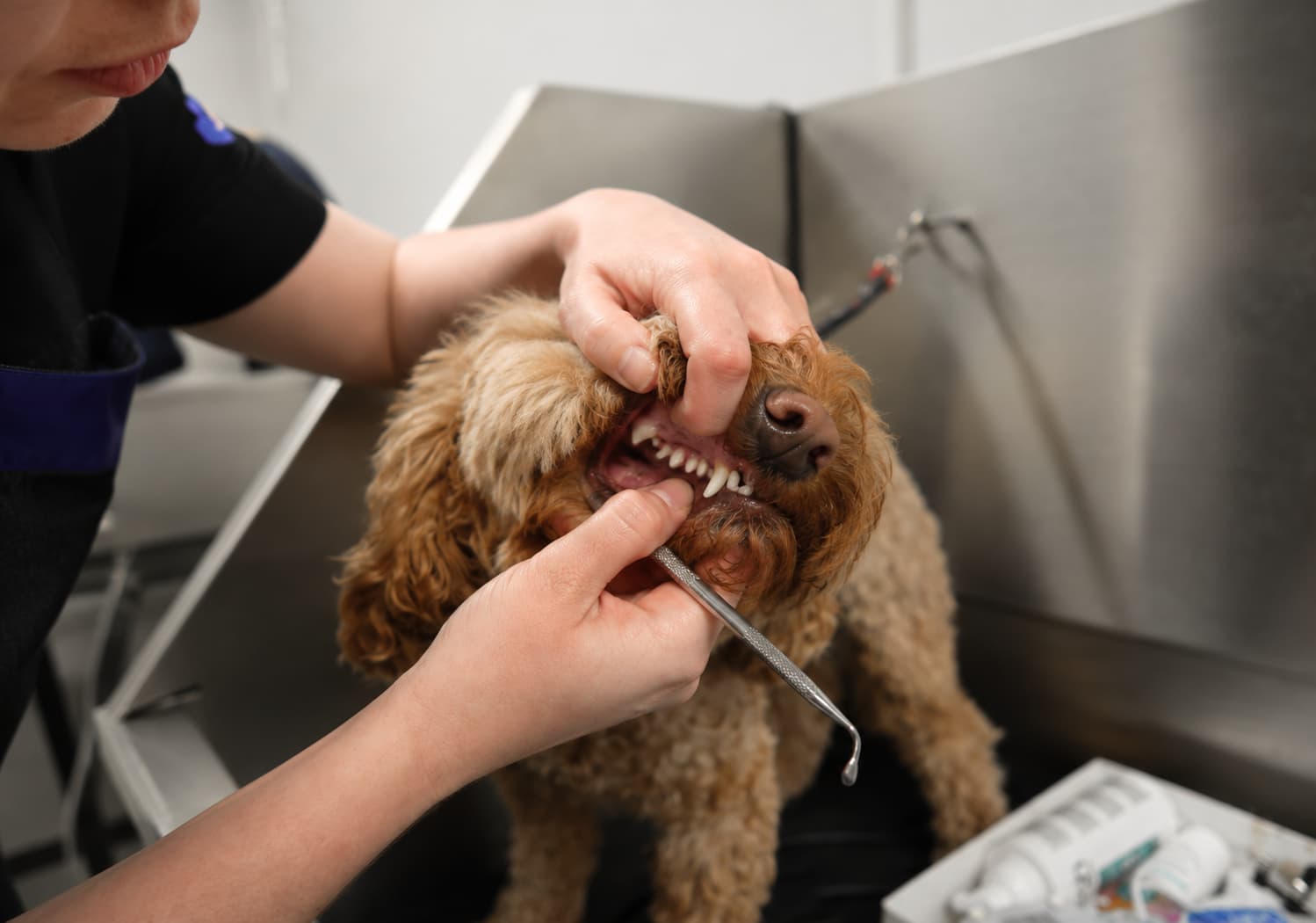 Ultrasonic dog teeth cleaning, no anaesthetic