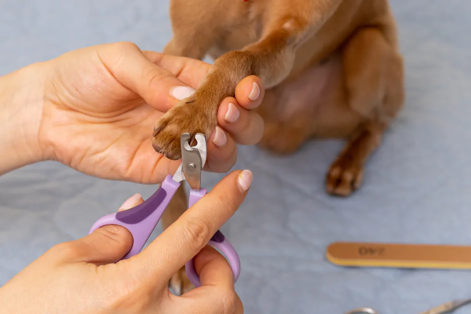 Walk-in dog nail clipping at our salon